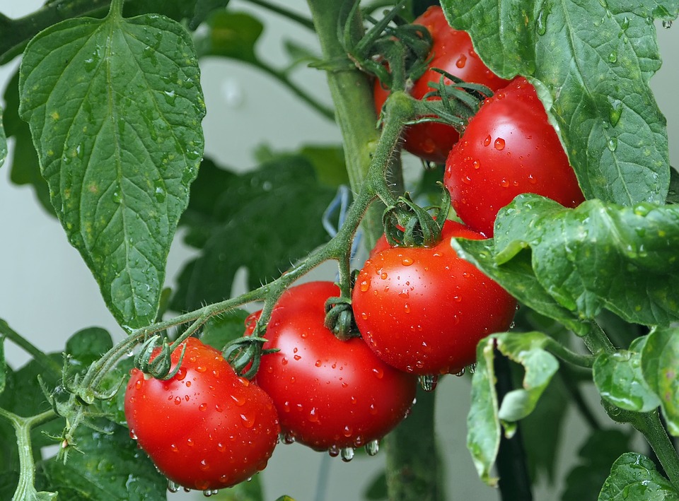 Agrochemical & Agricultural Regulatory Services Banner